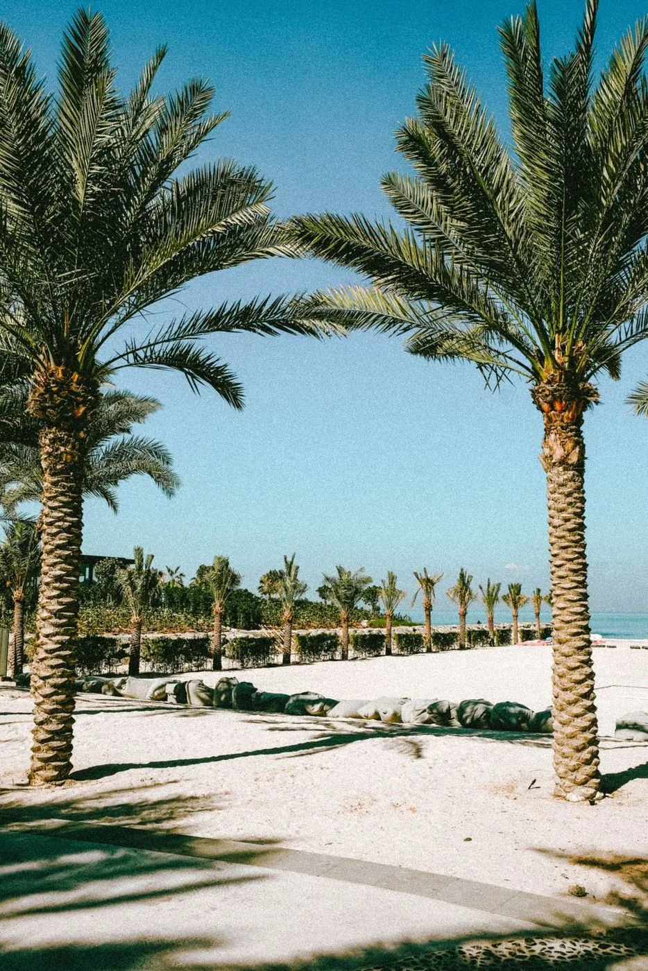 Ras Al Khaimah / Palm-lined coast